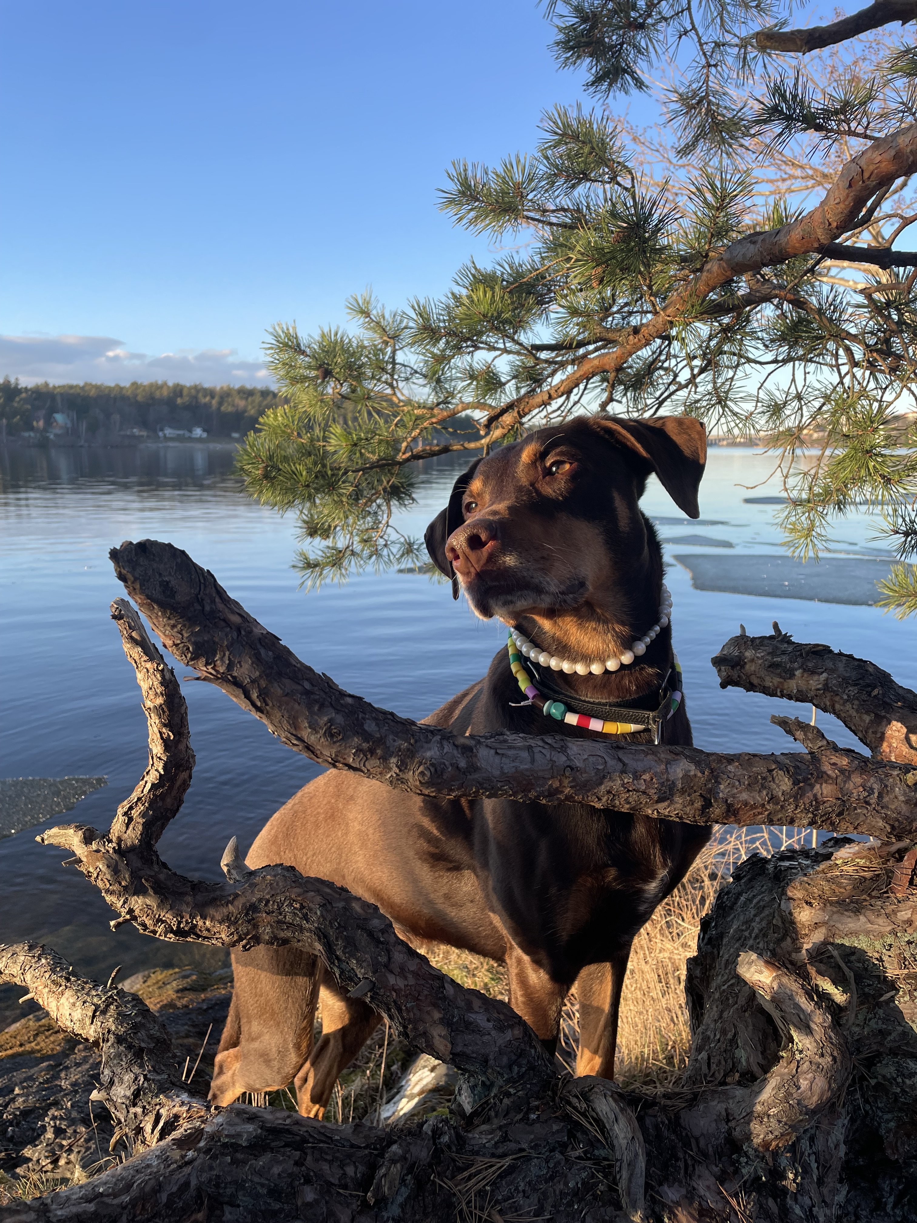 Brådstupsvägen, Hägersten