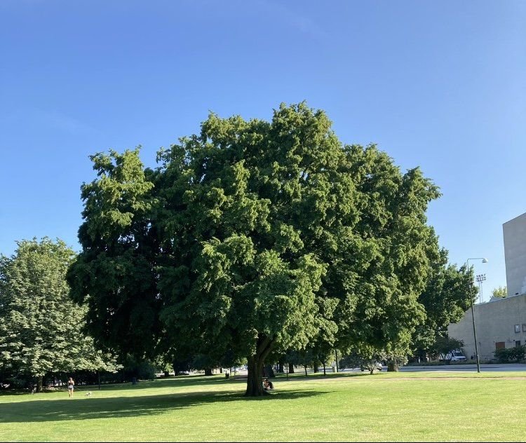 Östra Rönneholmsvägen, Malmö — photo 3