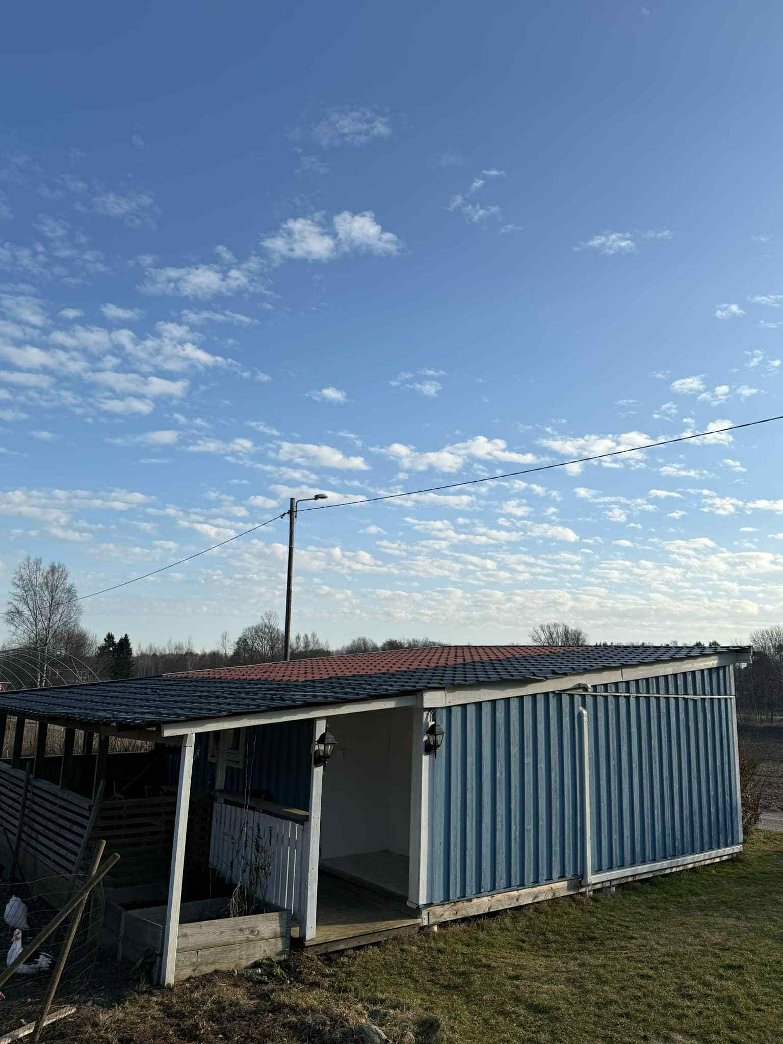 Skärlöta vibo i Norrköping
