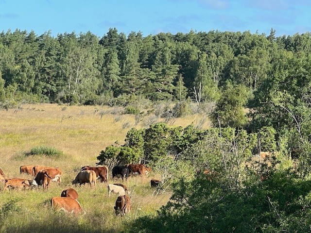 Sjögräsvägen, Torslanda — photo 3