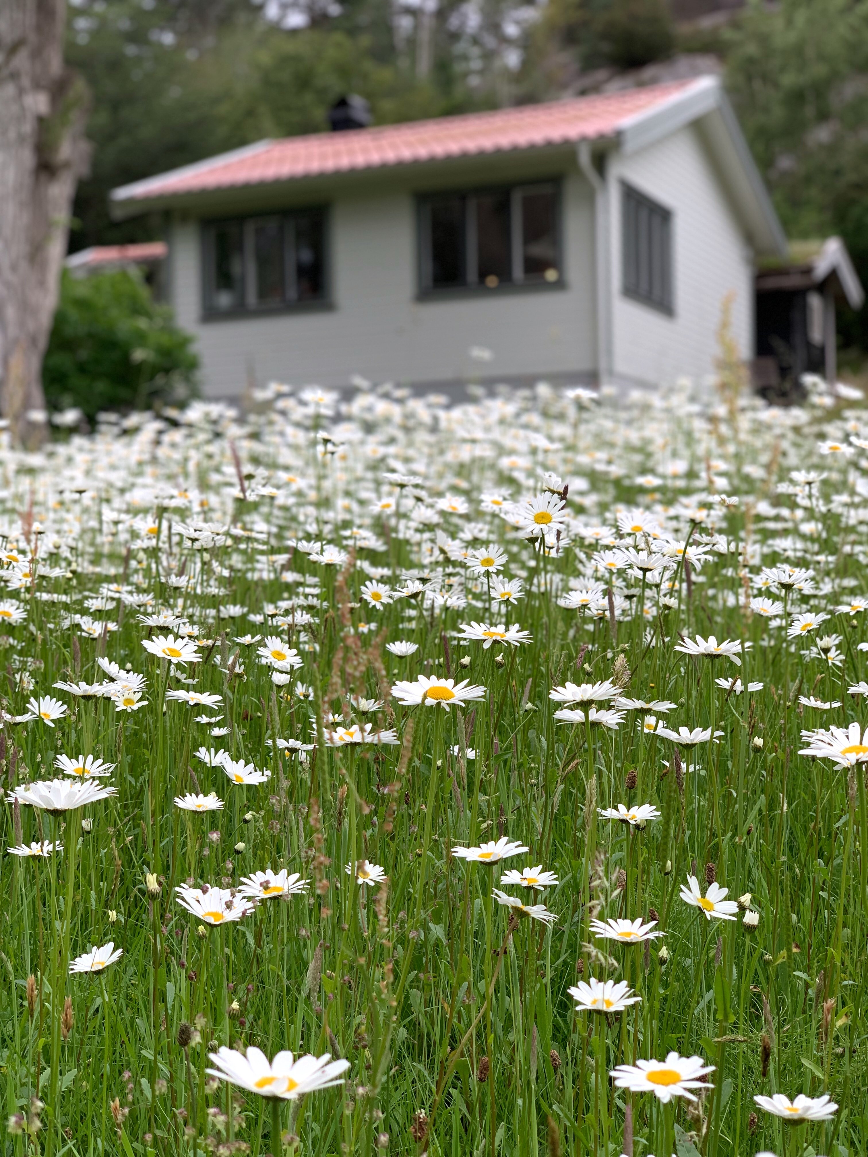 Stuga, 3 rooms, 70 sqm, Kode