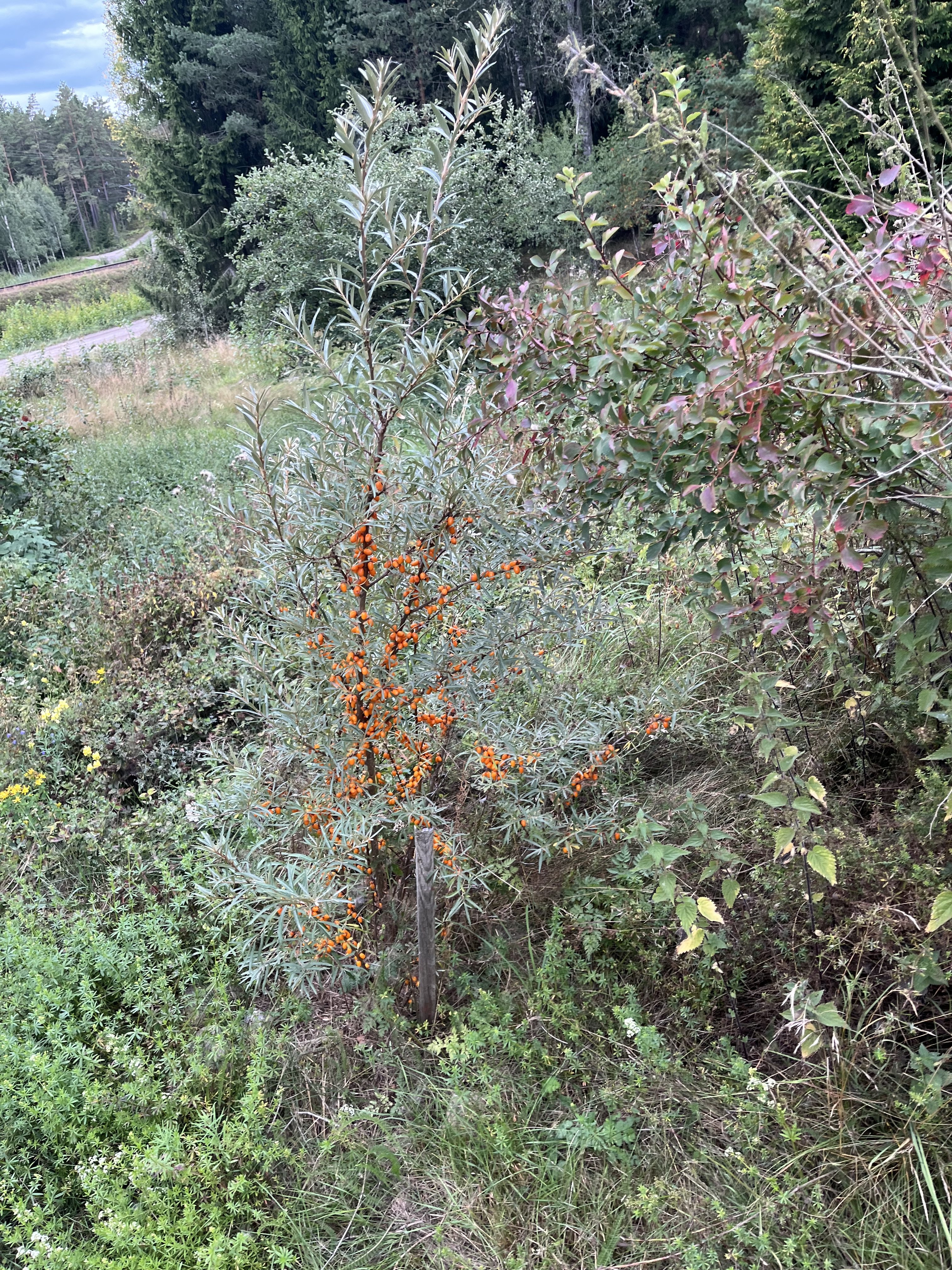 Hus – Nyköpings kommun, Eketorp - Bild 3