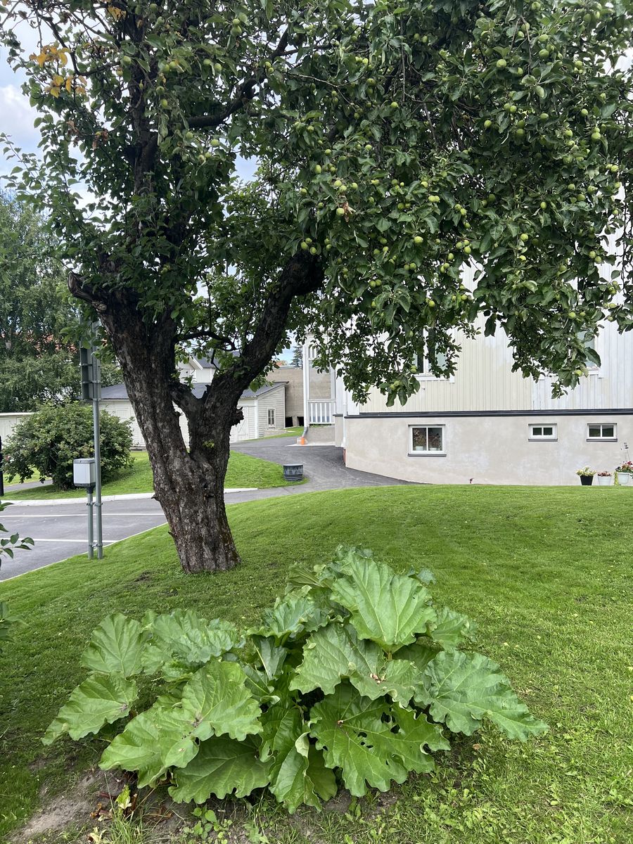 Lägenhet – Sundsvall, Västermalm - Fler