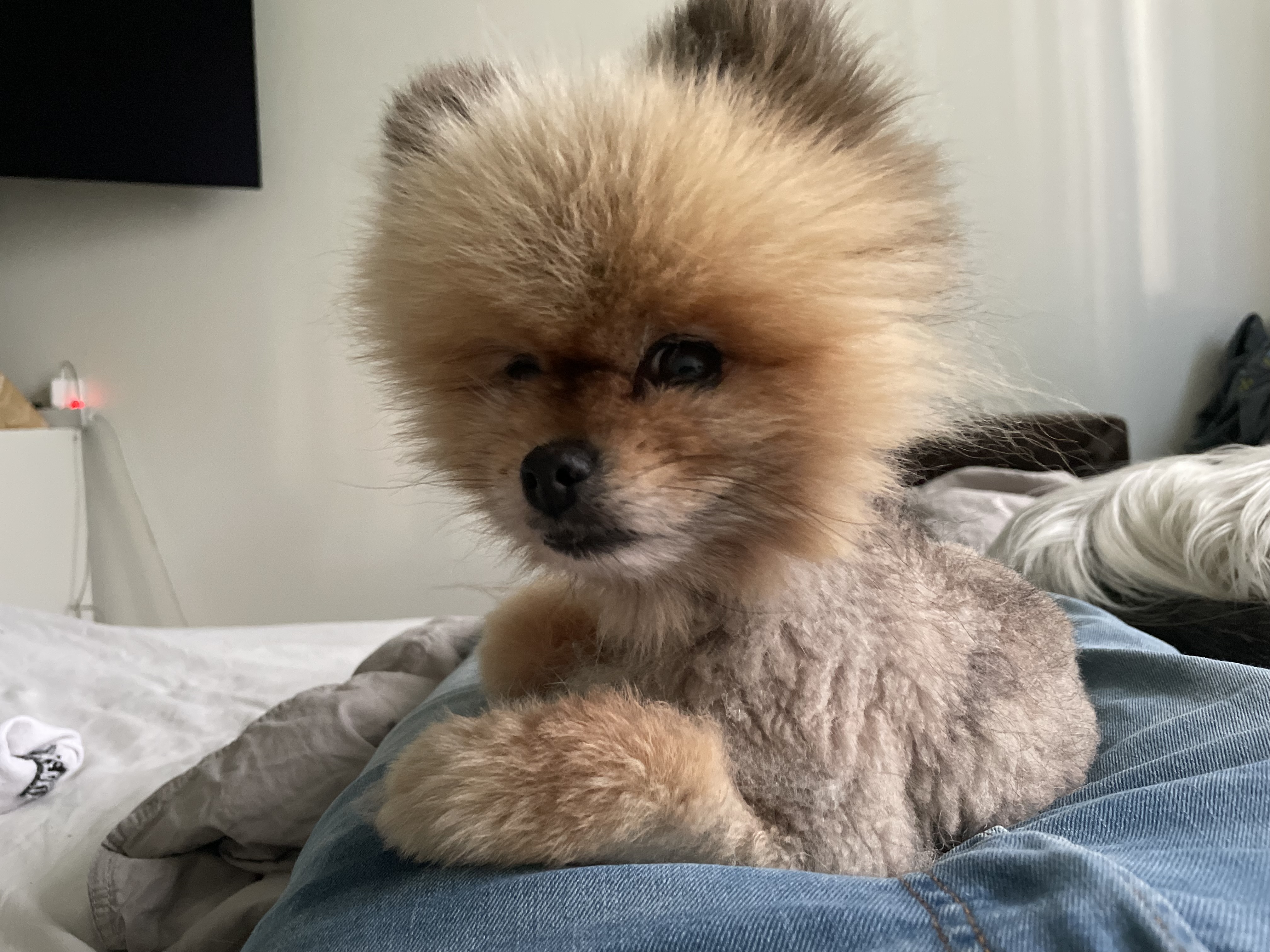 Överstegatan, Göteborg — photo 5