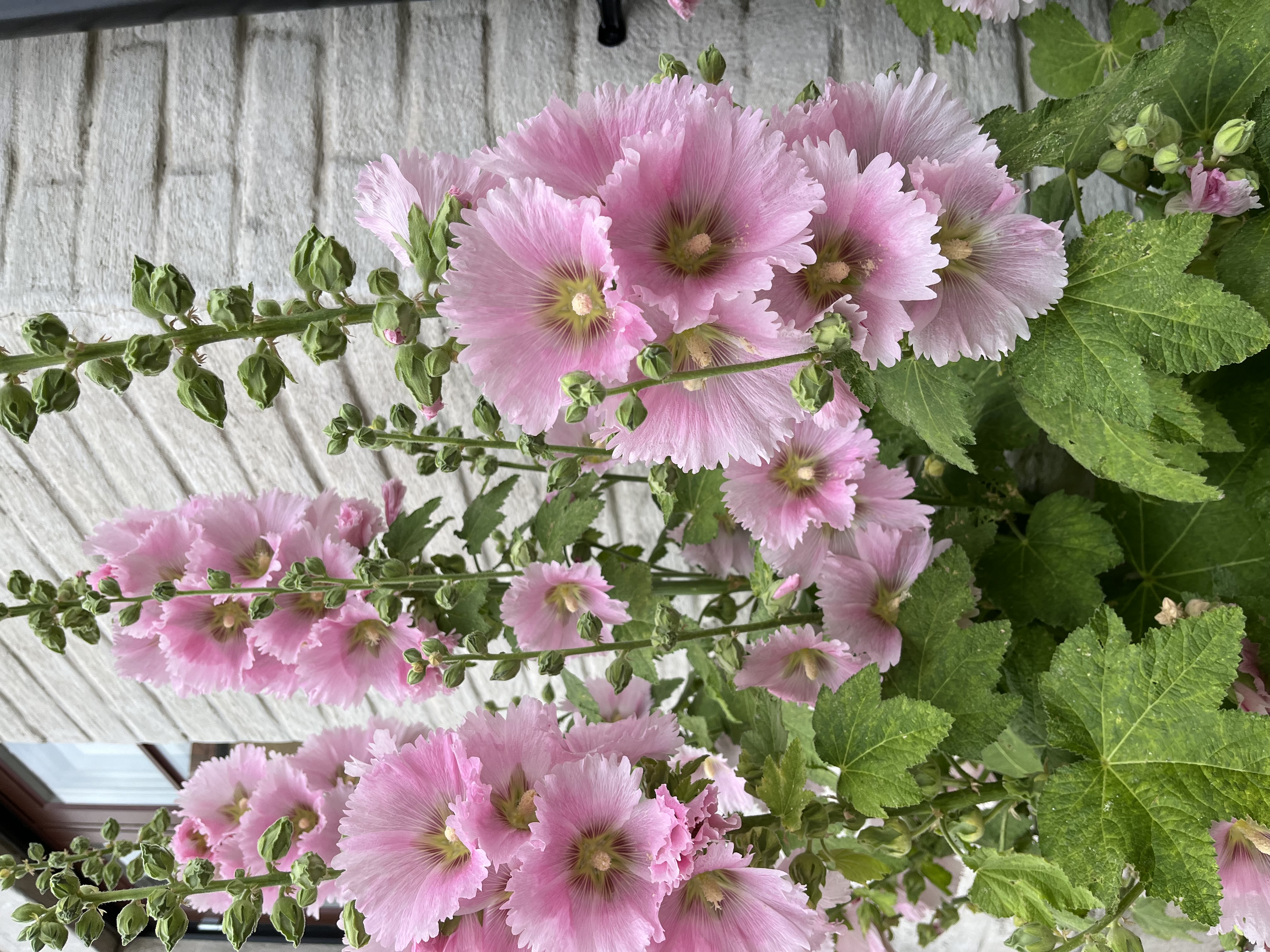 Mariagatan, Lund — photo 4