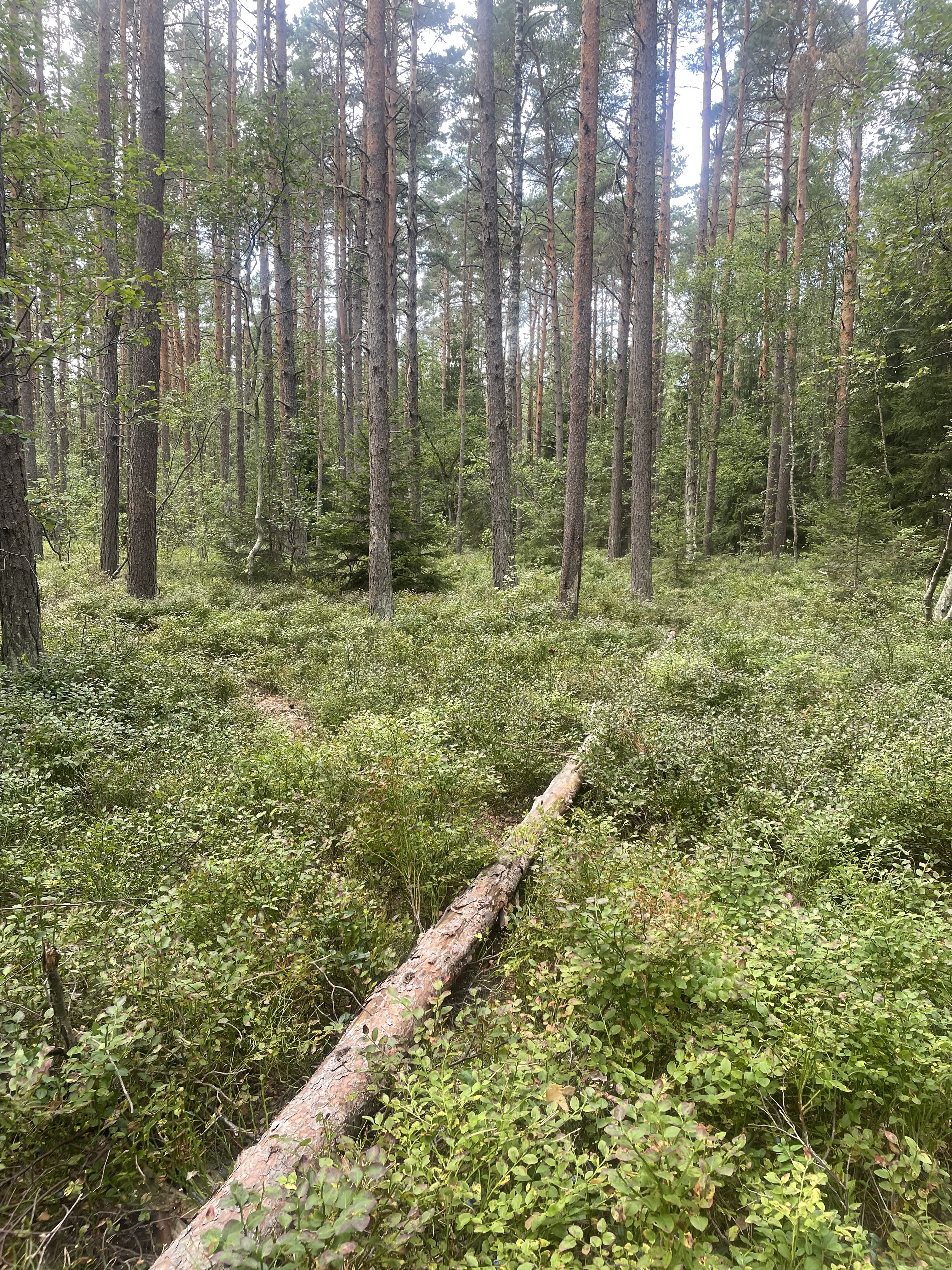 Byälvsvägen, Bagarmossen — photo 2