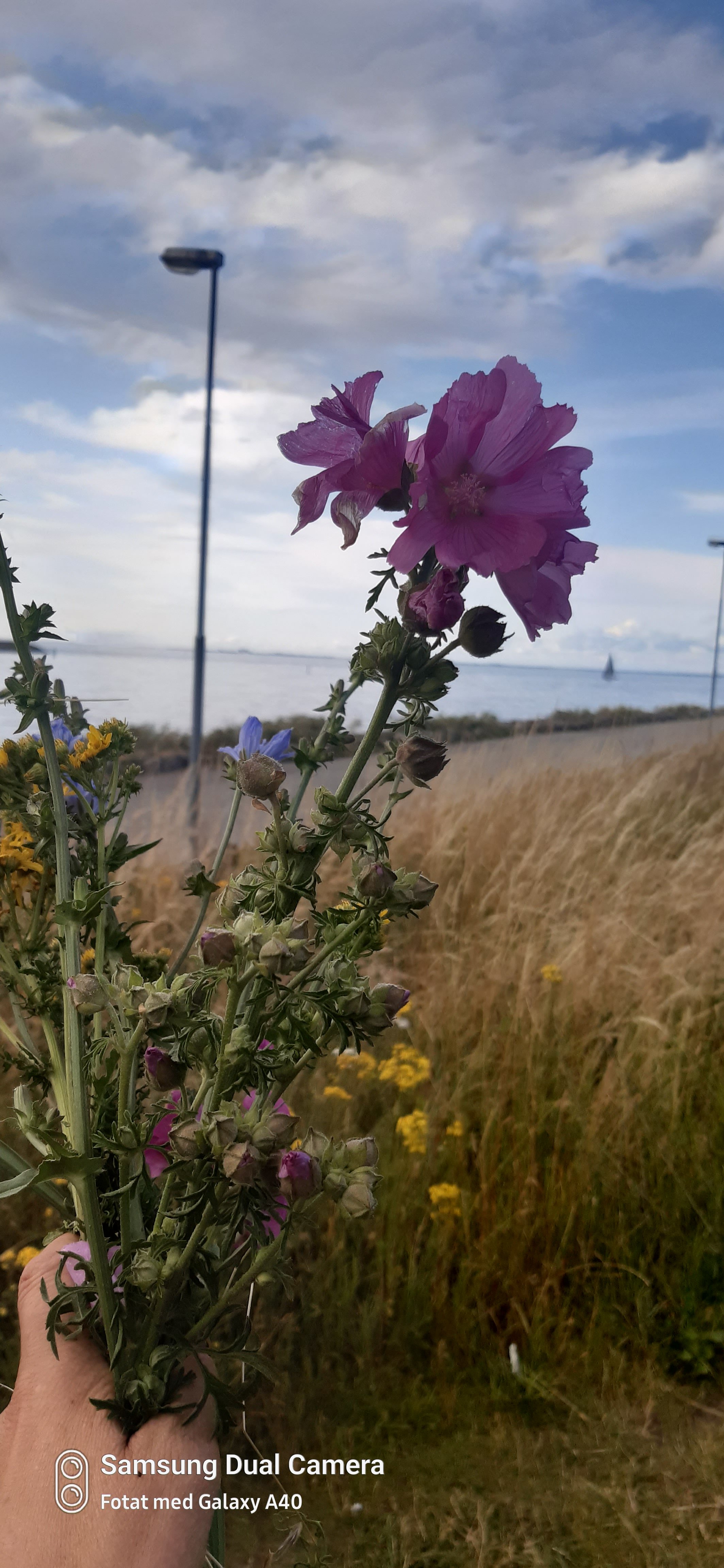 Limhamns Stationsväg, Limhamn — photo 4