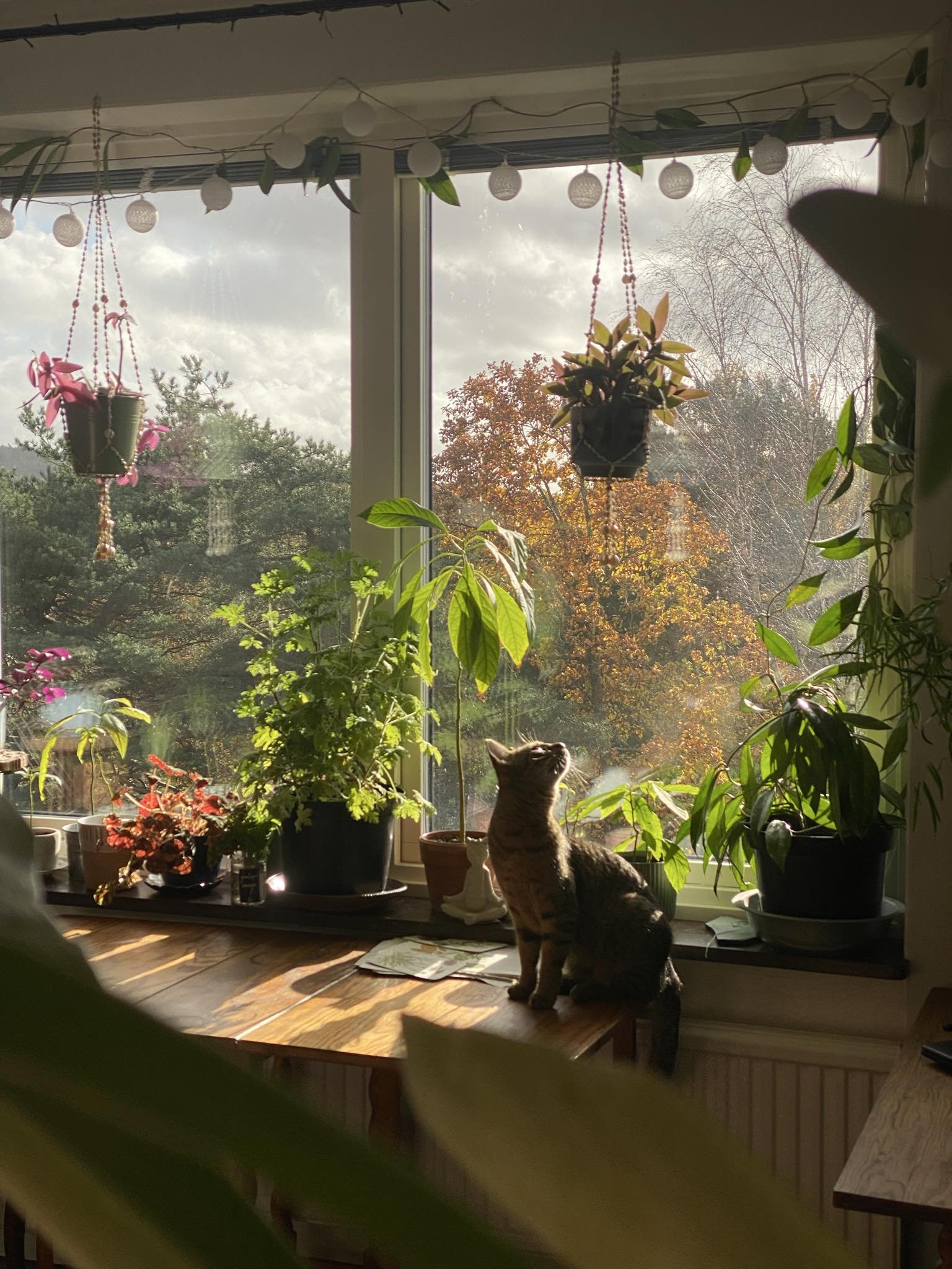 Träkilsgatan, Göteborg