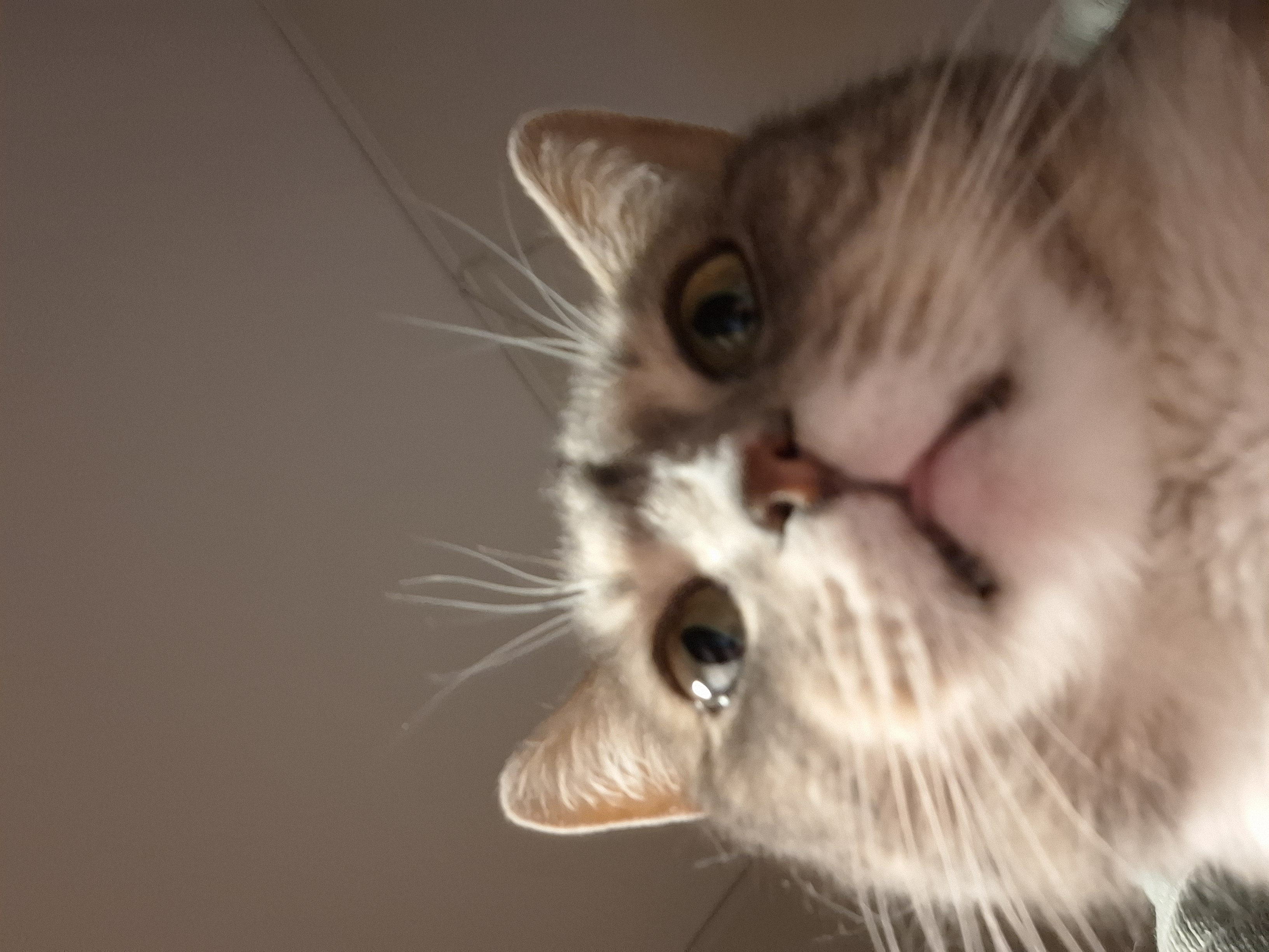 Blodstensvägen, Uppsala