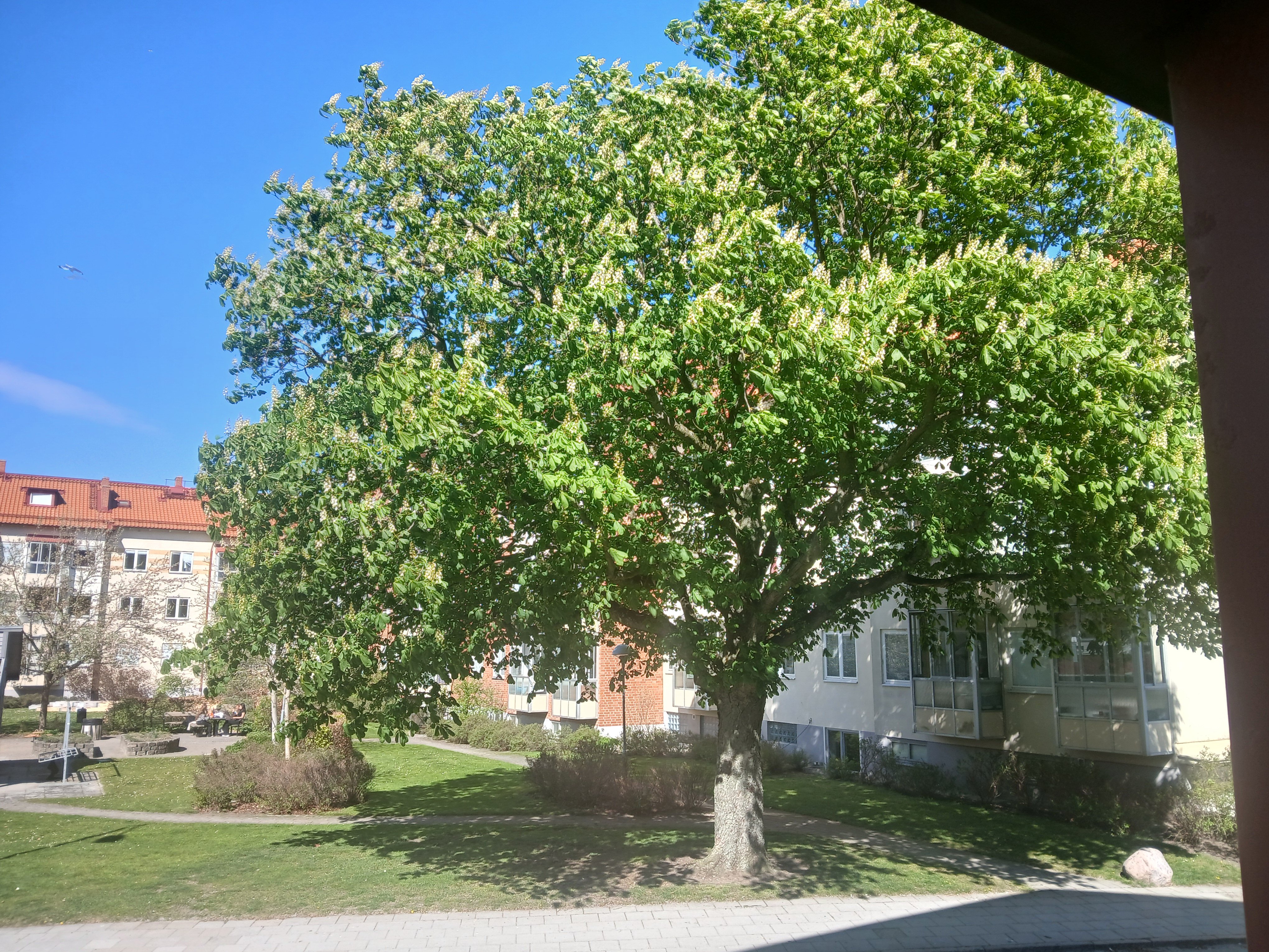 Augustenborgsgatan, Malmö — photo 5