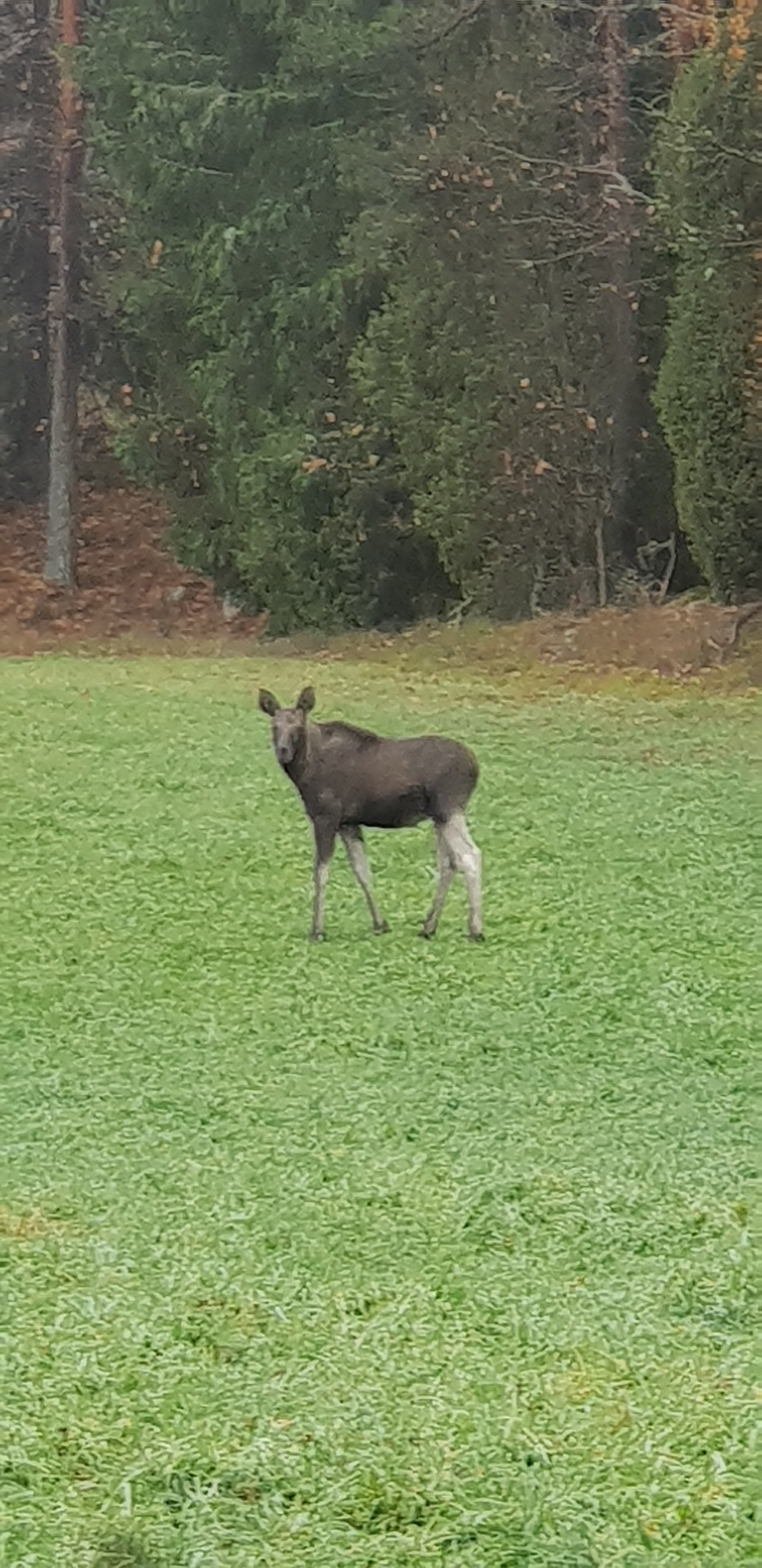 Lägenhet, 5 rum, 110 kvm, Furuby