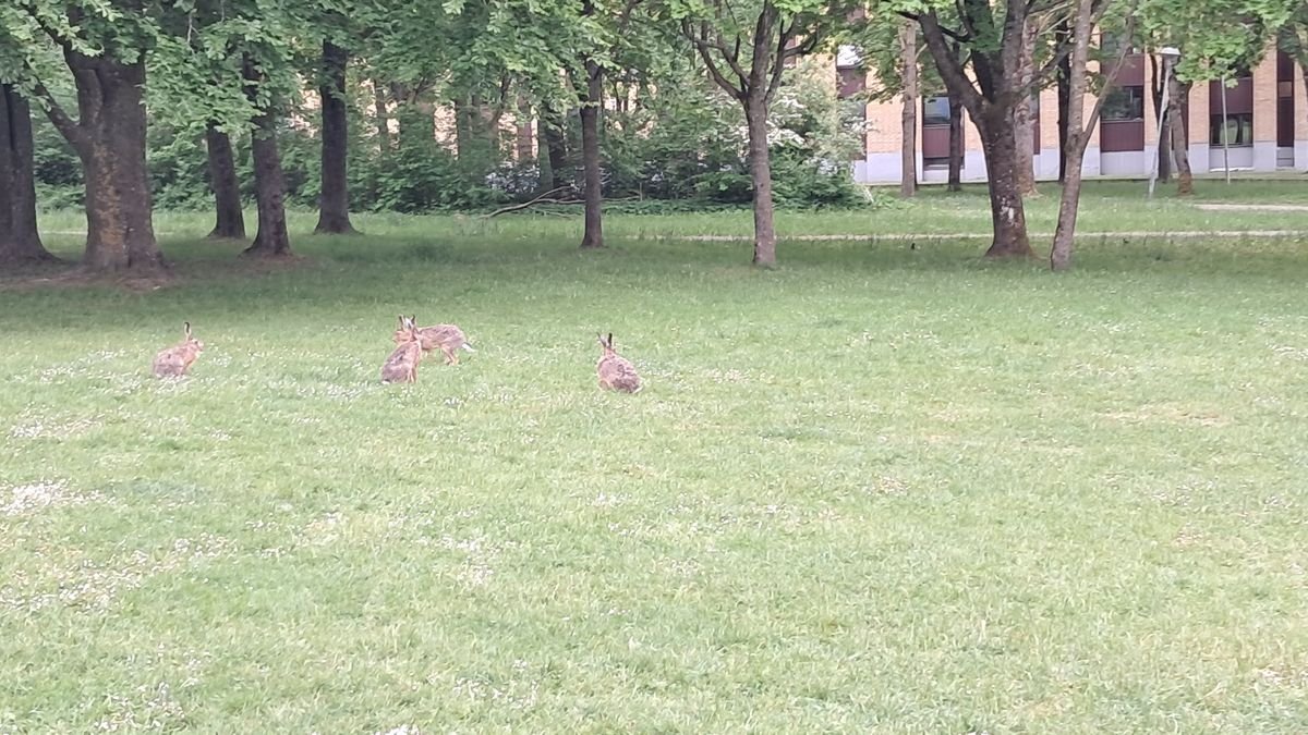 Magistratsvägen, Lund — photo 2