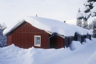 Björnen Renen