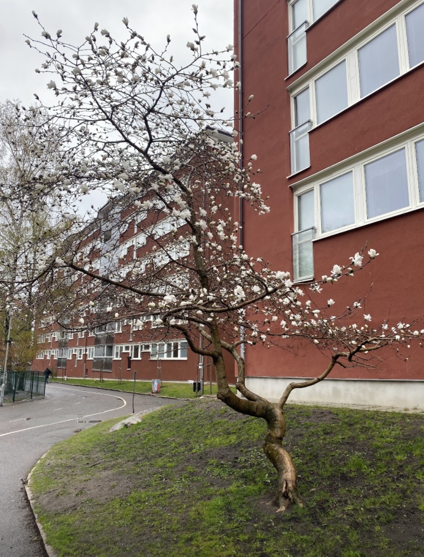 Södra Viktoriagatan, Göteborg — photo 3