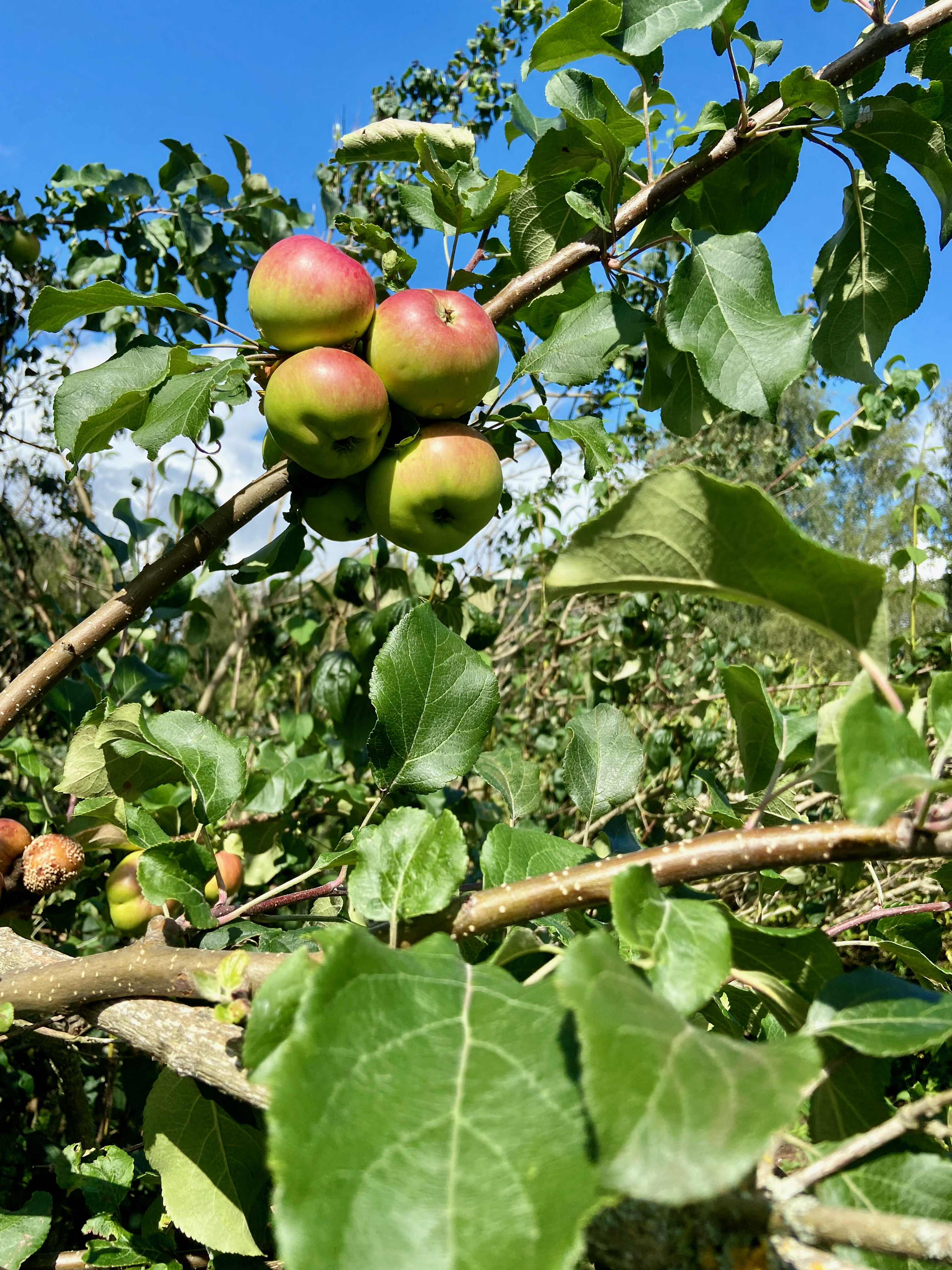 1 rum och kök, Älvsjö — 8 500 kr/mån — bild 5